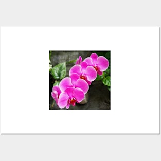 Fuchsia Pink Tropical Orchid Flowers near Waterfall Posters and Art